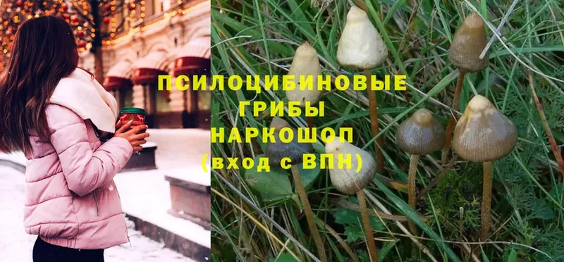 Галлюциногенные грибы Magic Shrooms  где купить наркоту  Северск 